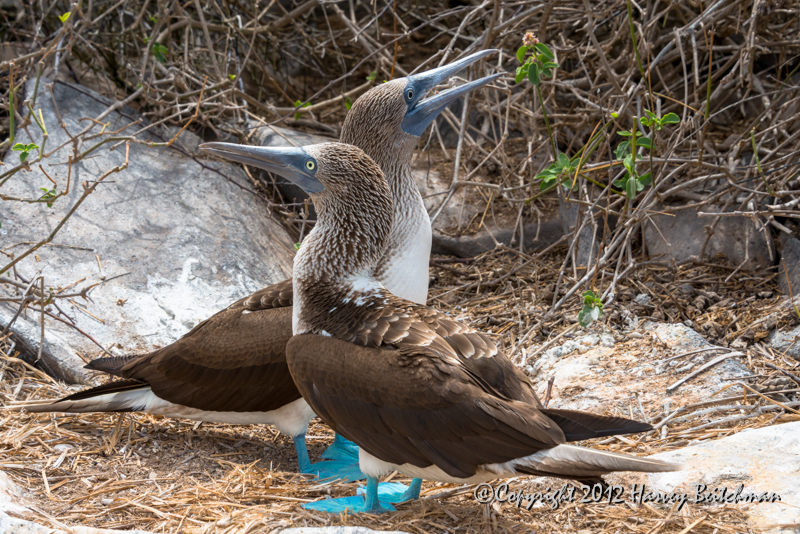 3522 2 blue footed boobies, Mating Dance.jpg